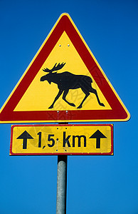 驼鹿在路标上高清图片
