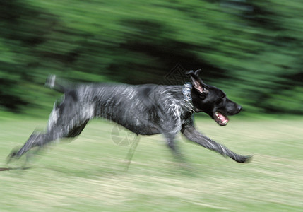 快速奔跑的狗狗图片