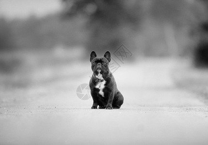 斗牛犬背景图片