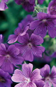 紫天竺葵图片