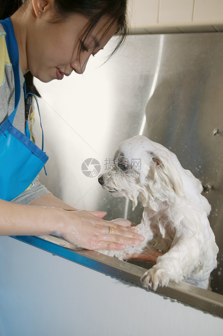 洗狗的女人图片