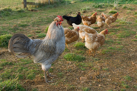 欧洲农场公鸡和母鸡背景