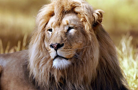 狮子动物鬃毛高清图片