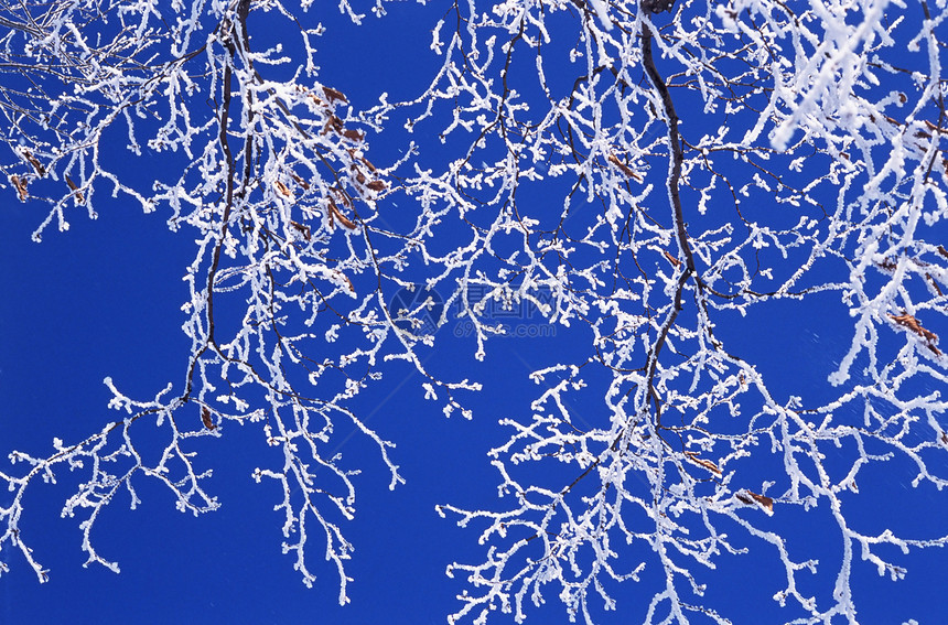 白雪覆盖的树枝图片