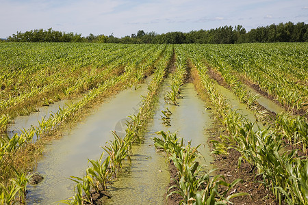 被水淹没的玉米田图片