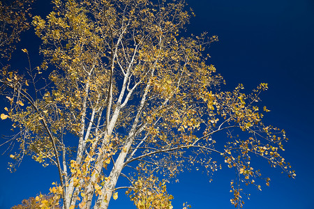 树和蓝天图片