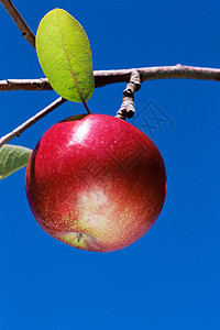树枝上的苹果背景图片