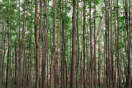 桦树林背景图片