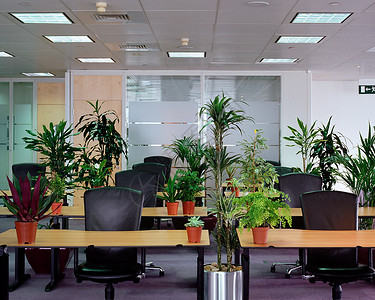 空办公室的植物背景图片