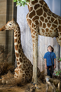 站在长颈鹿下面的男孩背景图片