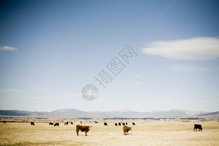 美国内华达州草原牛图片