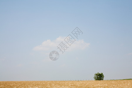 美国纽约菲尔德的孤树图片