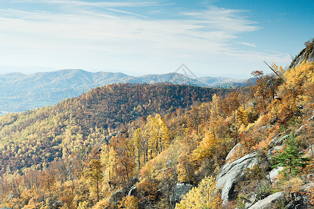 弗吉尼亚州的森林背景图片