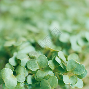 绿叶植物特写图片