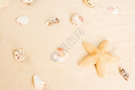 海星和沙子中的贝壳图片