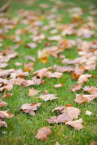 草上的落叶背景图片