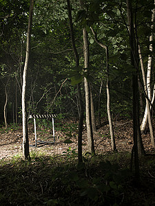 森林中的障碍栏图片