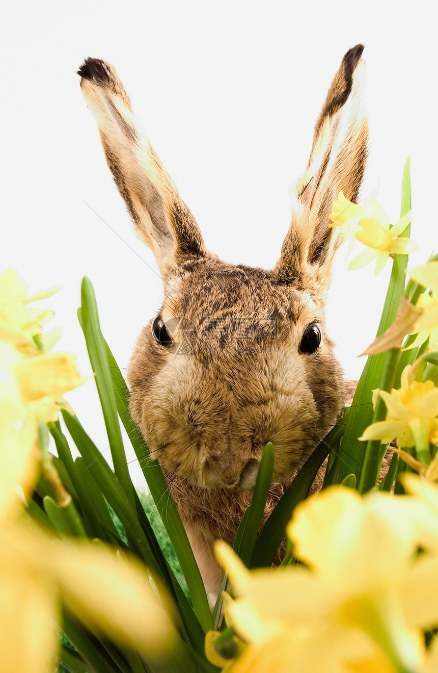 水仙花中的兔子图片
