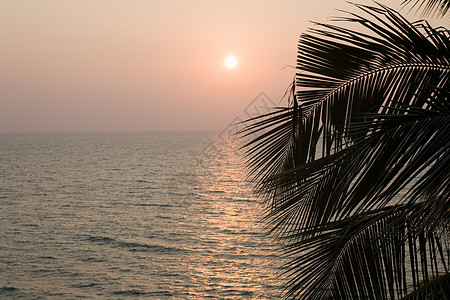 海上日落和棕榈叶图片
