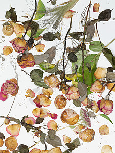 干枯的玫瑰背景图片