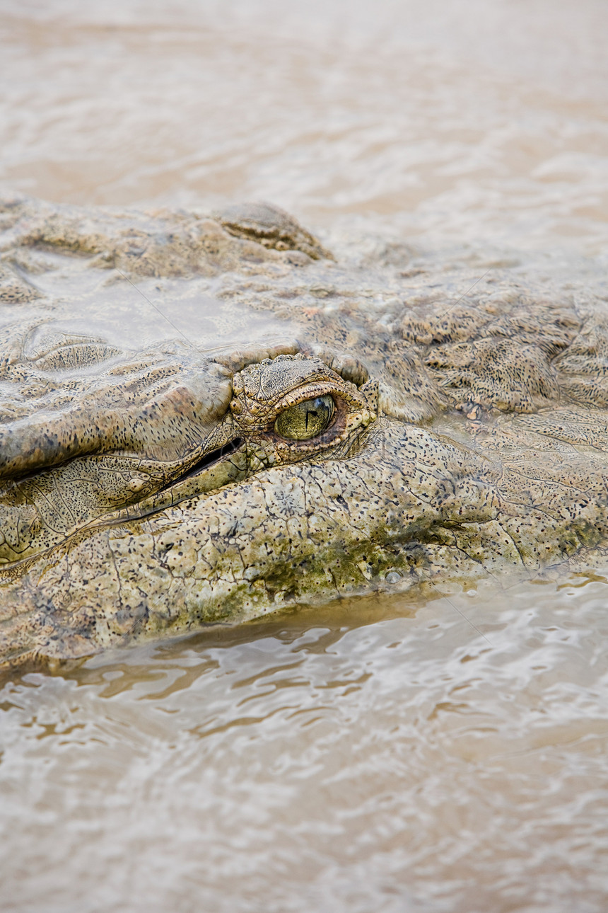 哥斯达黎加河中的鳄鱼图片