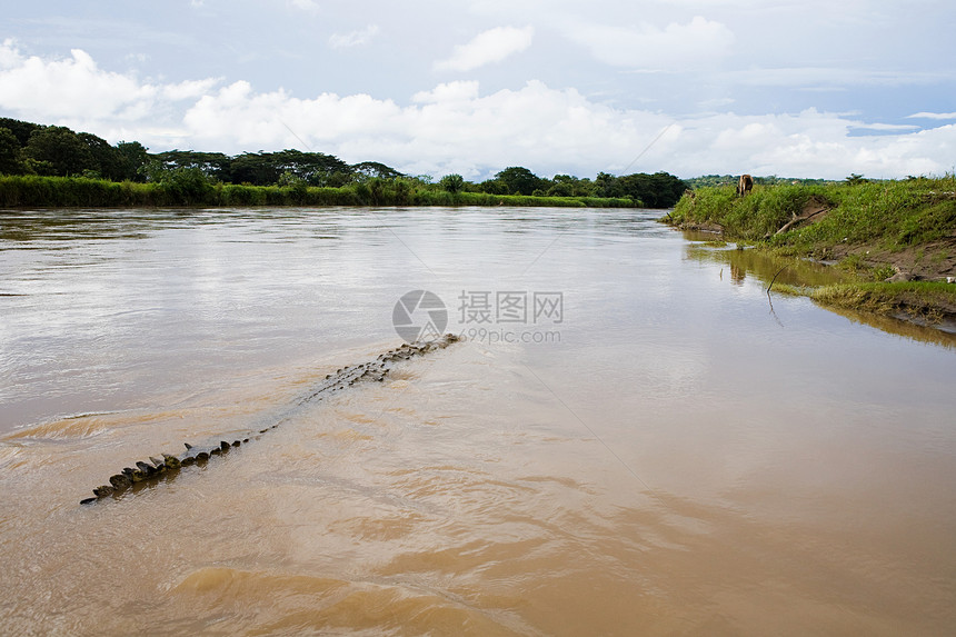 哥斯达黎加河中的鳄鱼图片