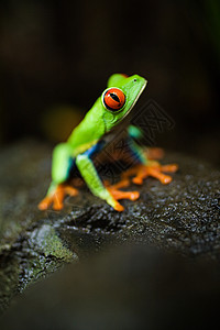 哥斯达黎加红眼树蛙背景图片