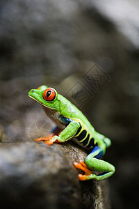 哥斯达黎加红眼树蛙背景图片
