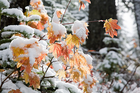 被积雪覆盖的树叶图片