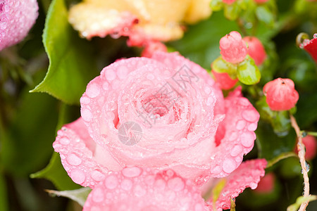 粉红玫瑰上的水滴图片