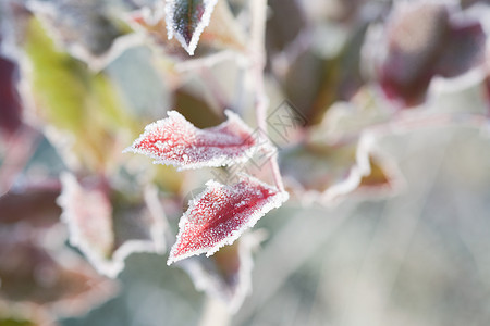 树枝上的霜背景图片