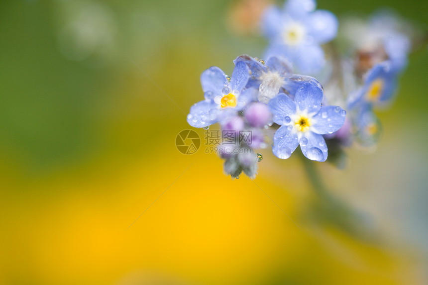 花卉特写图片