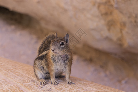 美国犹他州布莱斯峡谷花栗鼠图片