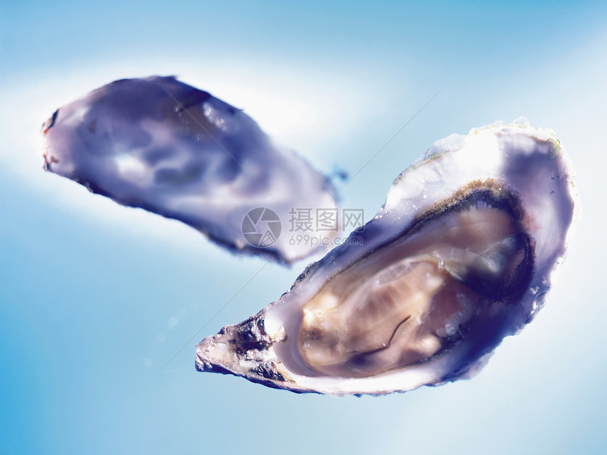 牡蛎图片