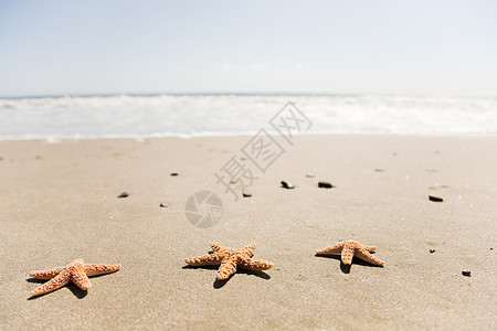 海滩上的三只海星图片