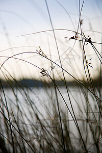 里士满公园的芦苇和池塘图片