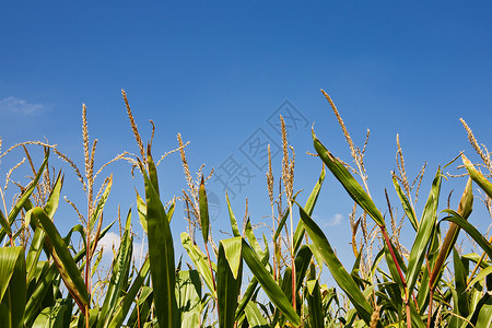 玉米地玉米植株高清图片