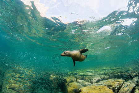 加利福尼亚海狮高清图片