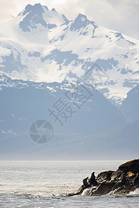 星海狮群图片