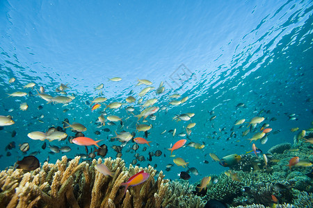 蓝色珊瑚群在西帕丹岛游动的鱼背景