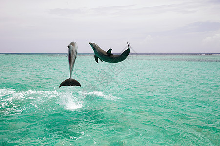 两只海豚宽吻海豚从海上跳跃背景
