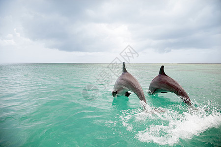 两只海豚宽吻海豚跃入大海背景