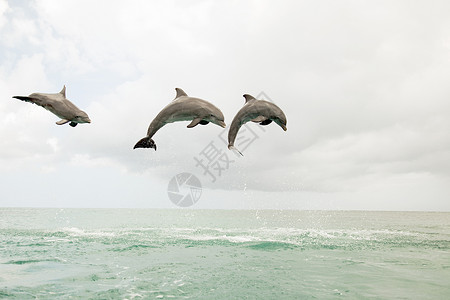 海豚跳跃顶球三只宽吻海豚跃出大海背景