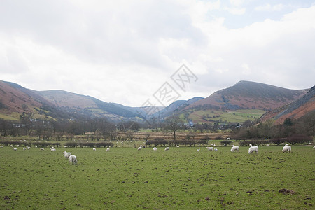 北威尔士兰吉诺格的山脉和绵羊高清图片