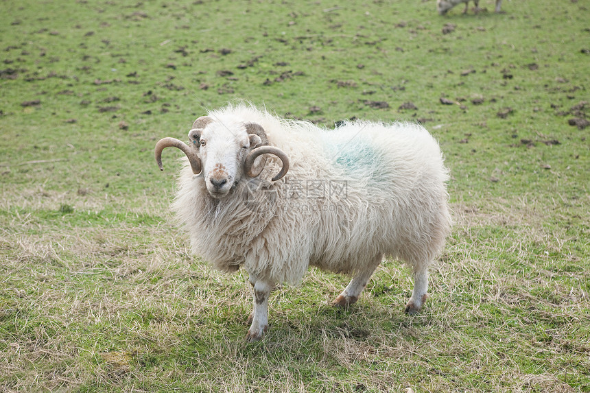 北威尔士兰吉诺格的野外绵羊图片