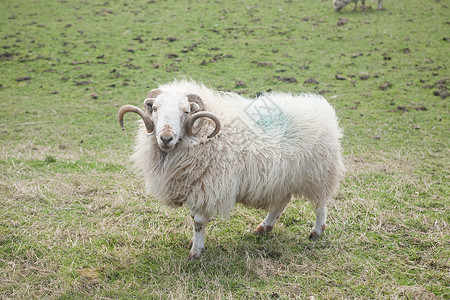 北威尔士兰吉诺格的野外绵羊高清图片