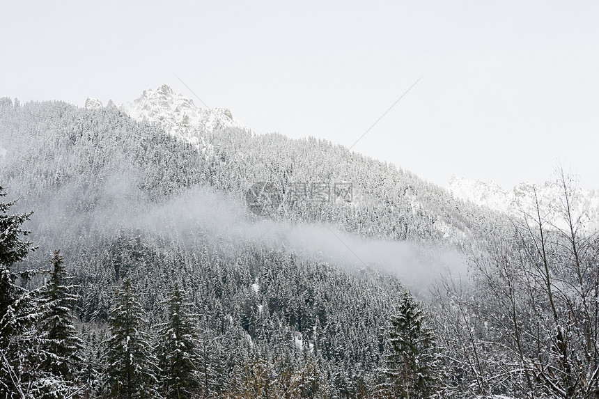 山坡上被雪覆盖的树图片