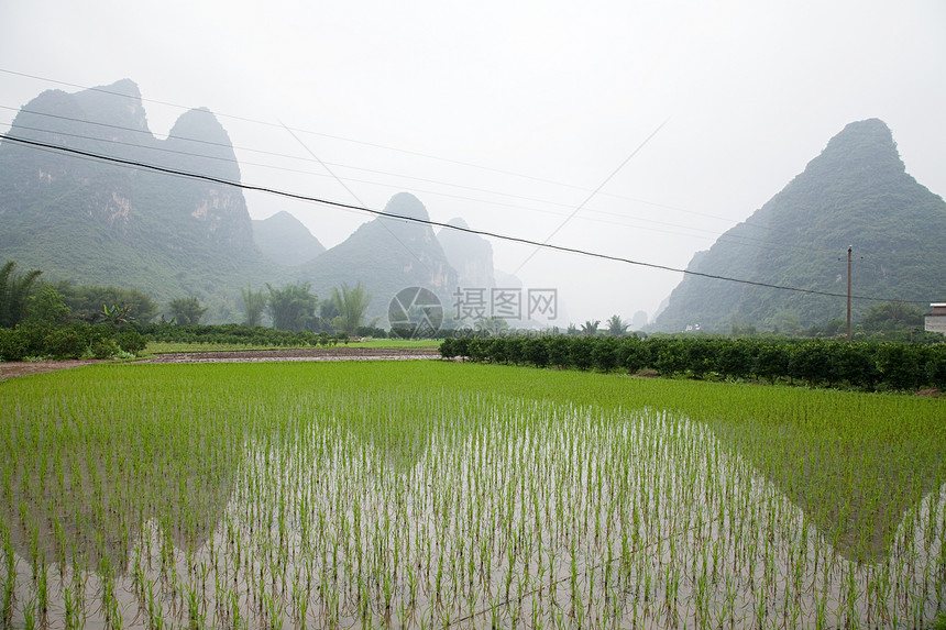 中国广西阳朔稻田和喀斯特景观图片