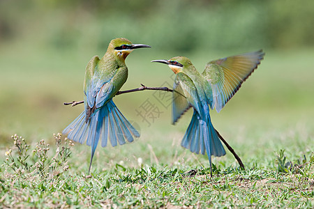 两个蓝尾蜂鸟高清图片