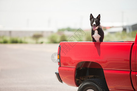 红色卡车上的狗图片